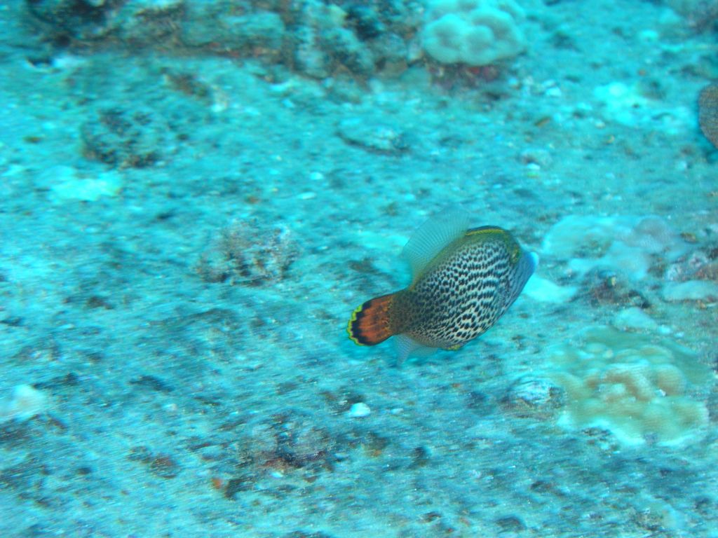 ハワイのオアフ島YO257でファンダイブ ～ZX DIVING～
